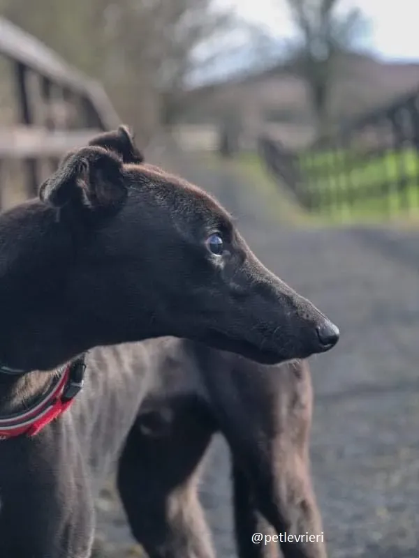 nick adozione greyhound 5