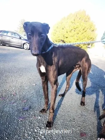 nick adozione greyhound