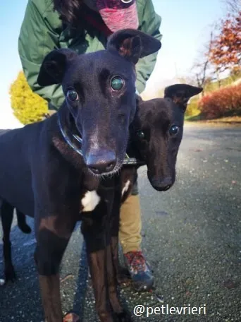 nick gibbs adozione greyhound 1