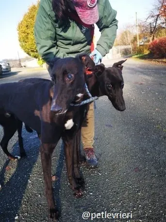 nick gibbs adozione greyhound 2