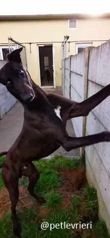 nick gibbs adozione greyhound 3