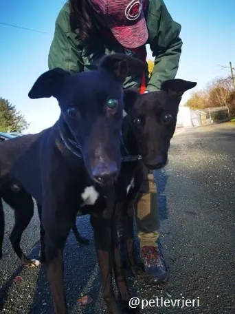 nick gibbs adozione greyhound