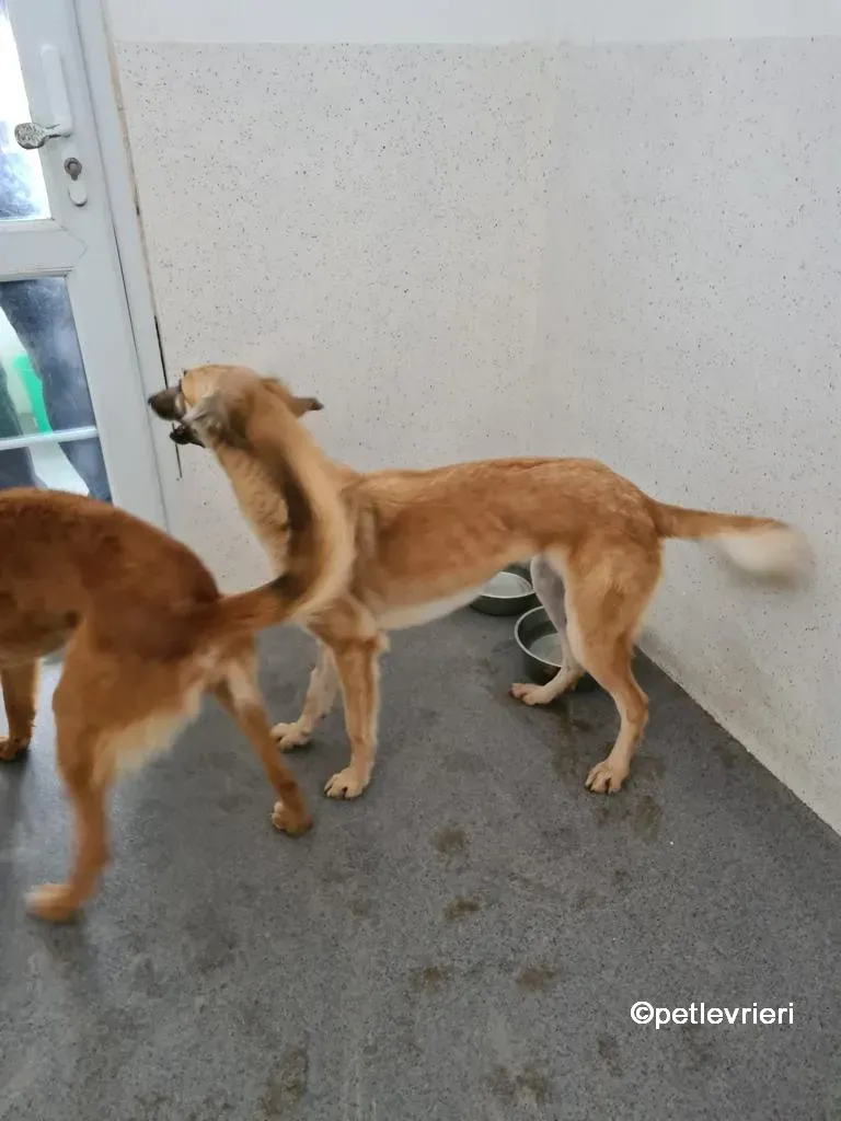 nicola lurcher saluki adozione pet levrieri 01