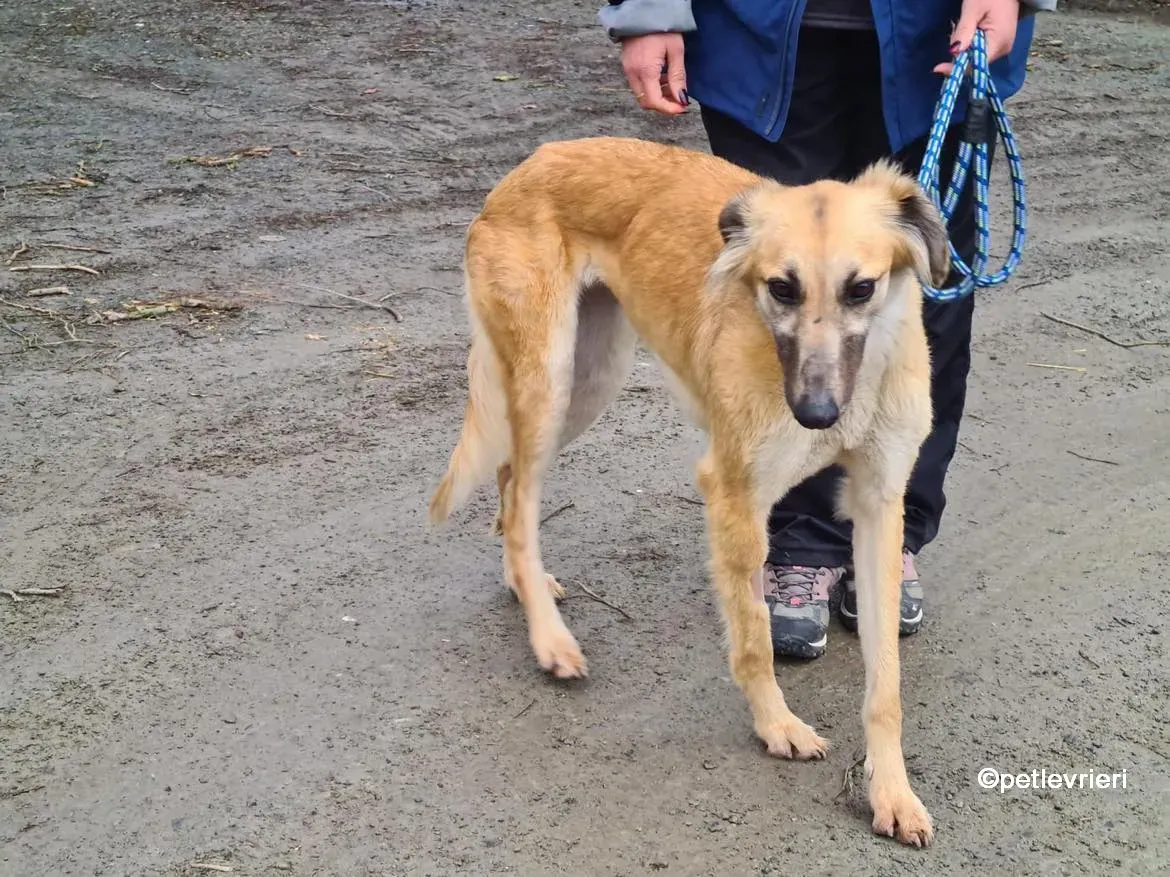 nicola lurcher saluki adozione pet levrieri 02