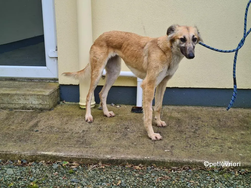 nicola lurcher saluki adozione pet levrieri 03