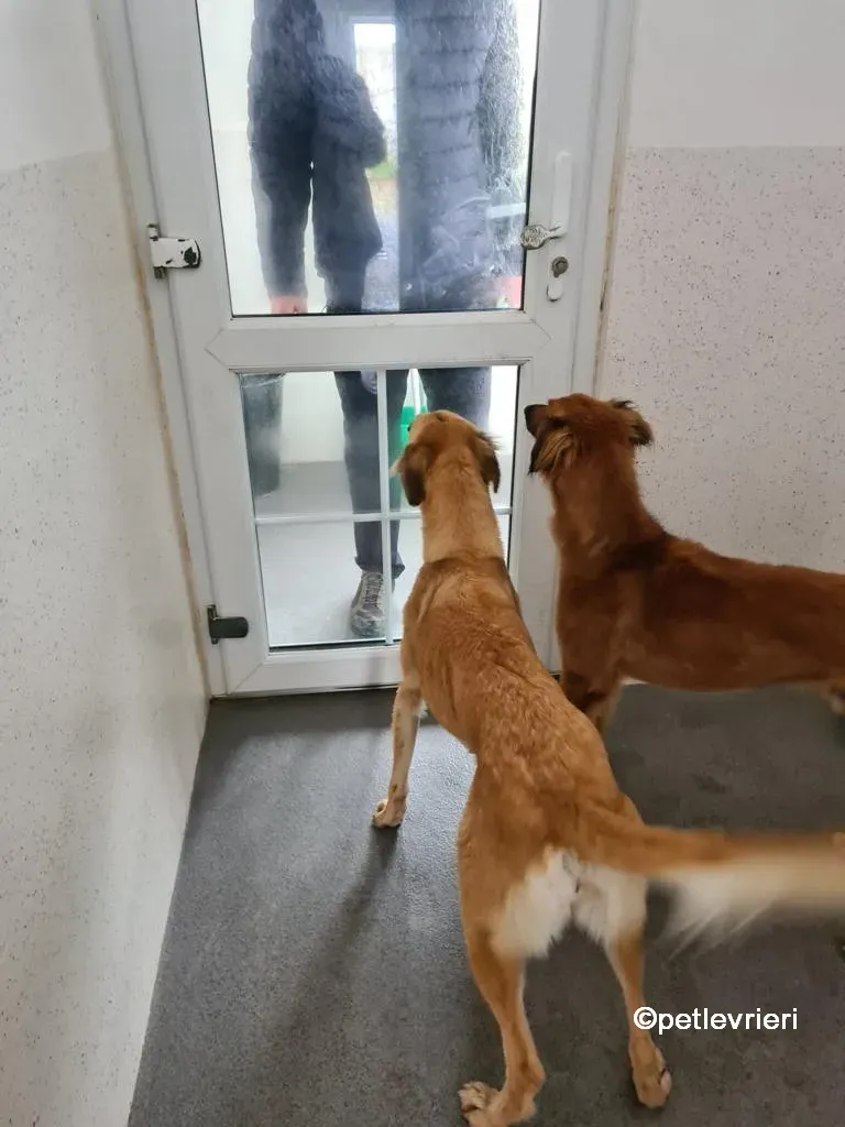 nicola lurcher saluki adozione pet levrieri 04