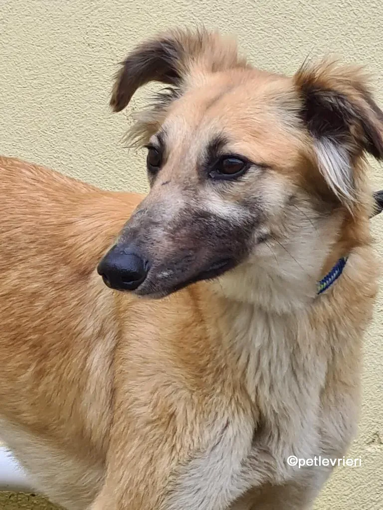 nicola lurcher saluki adozione pet levrieri 05