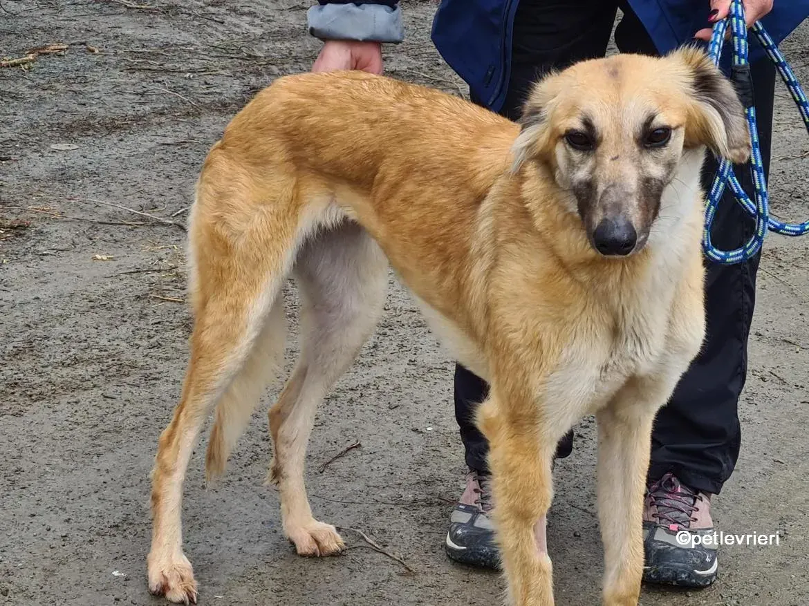 nicola lurcher saluki adozione pet levrieri 06