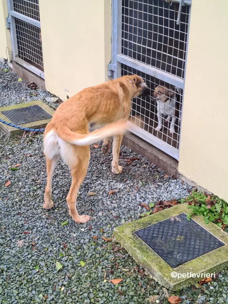 nicola lurcher saluki adozione pet levrieri 07