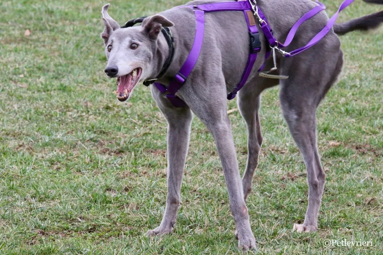 nikki burst adozione greyhound macao 1