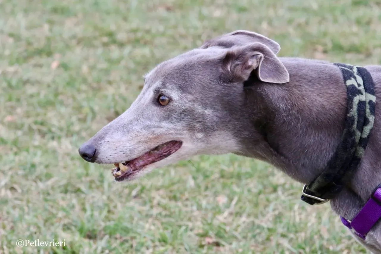 nikki burst adozione greyhound macao 10