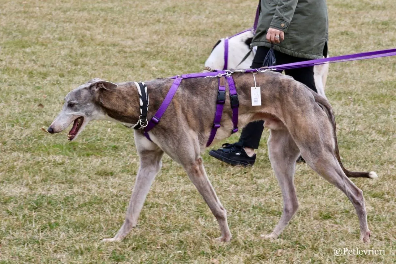 nikki burst adozione greyhound macao 11