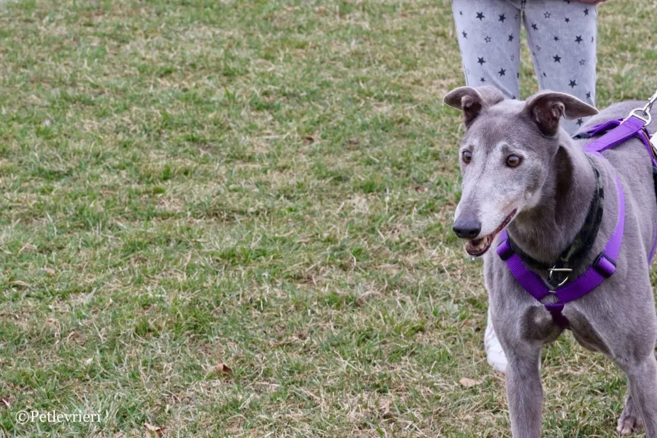 nikki burst adozione greyhound macao 12