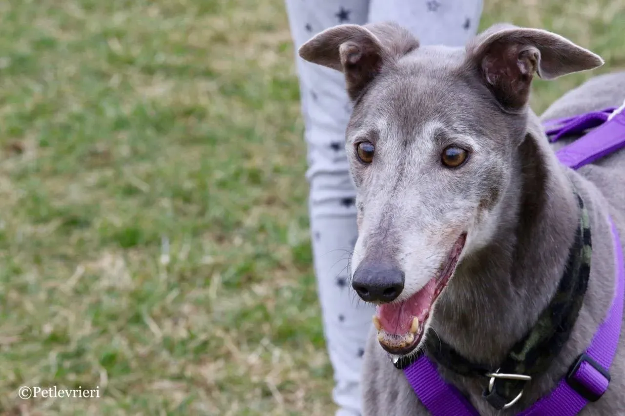 nikki burst adozione greyhound macao 13