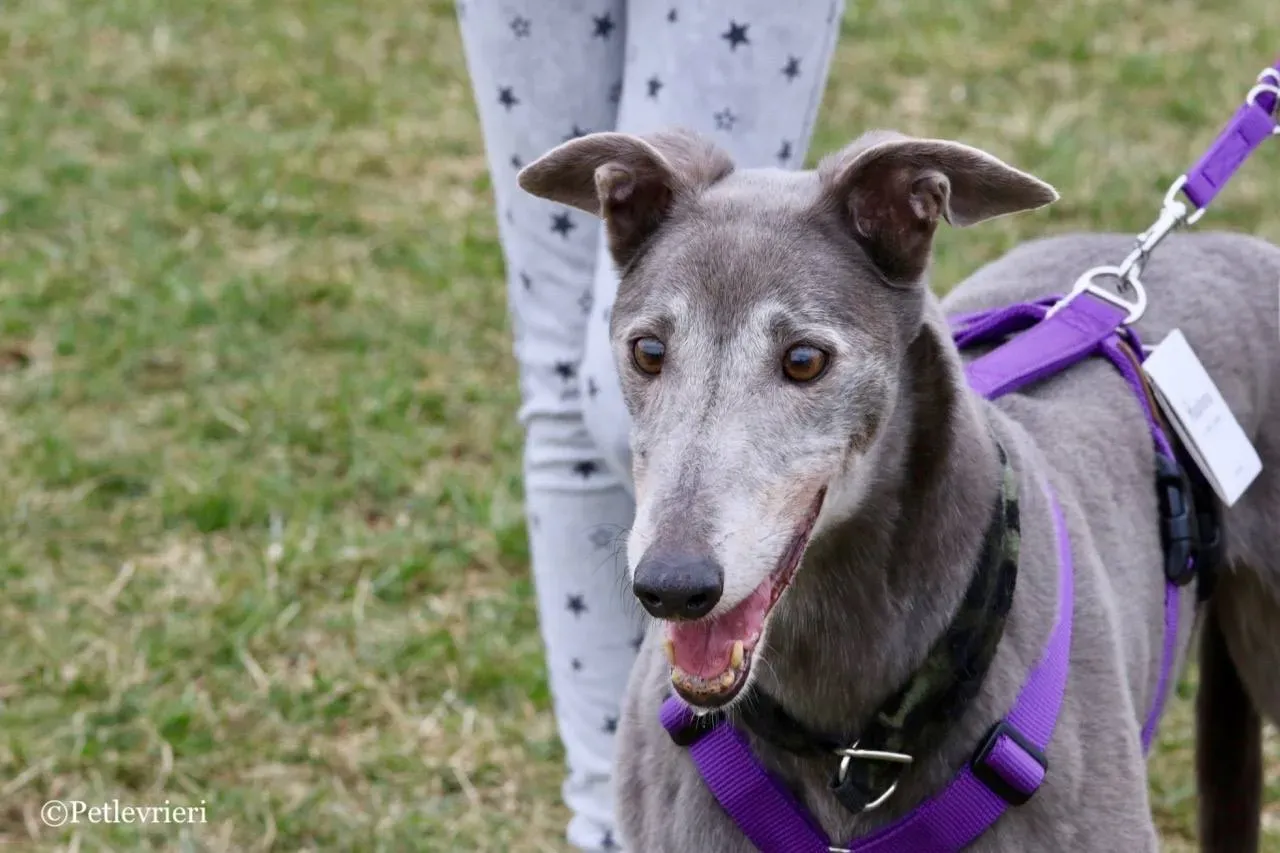 nikki burst adozione greyhound macao 14