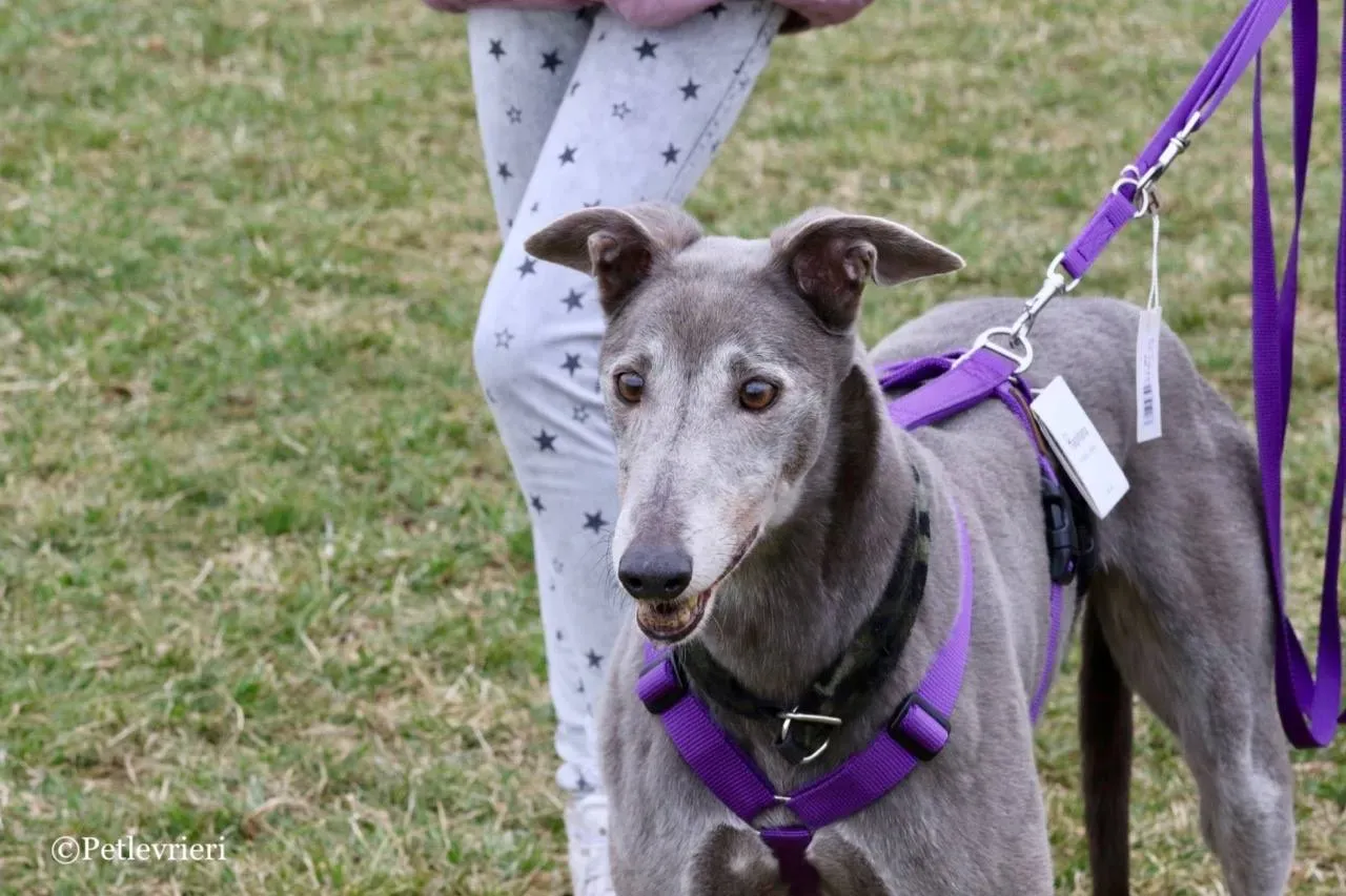 nikki burst adozione greyhound macao 15