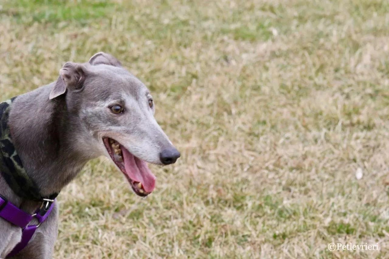 nikki burst adozione greyhound macao 16