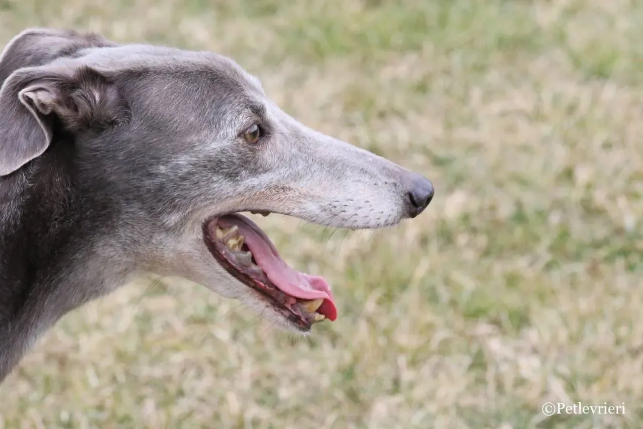 nikki burst adozione greyhound macao 17