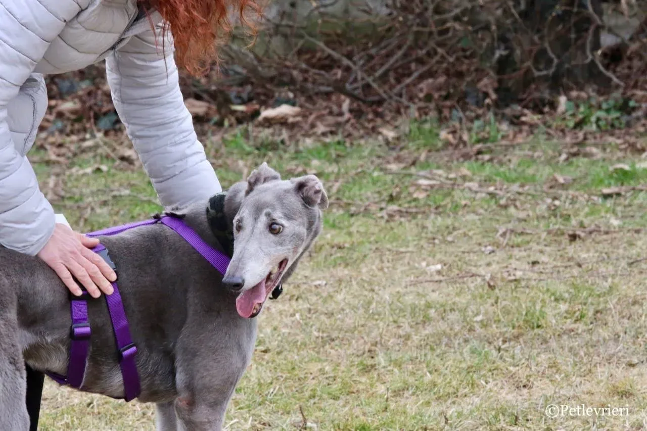 nikki burst adozione greyhound macao 18