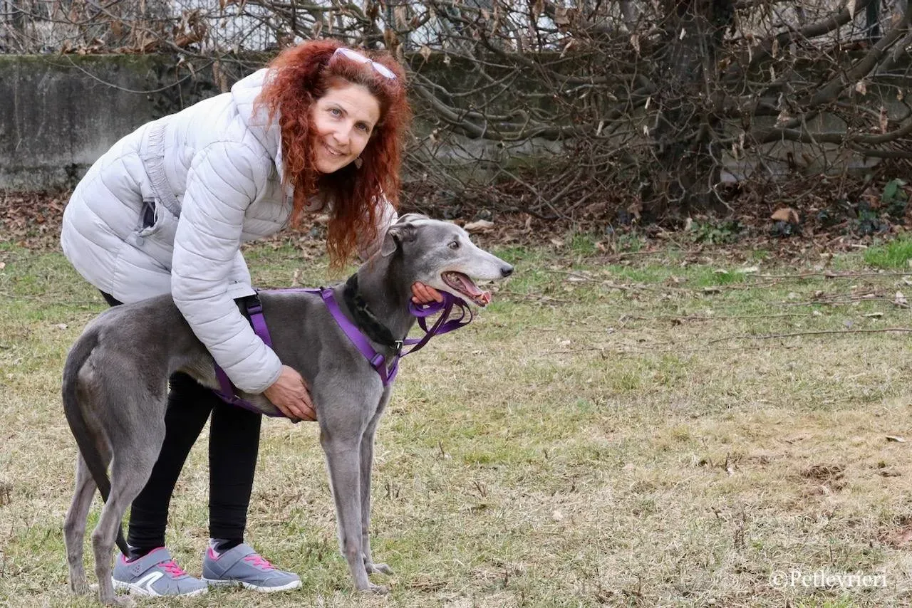 nikki burst adozione greyhound macao 19