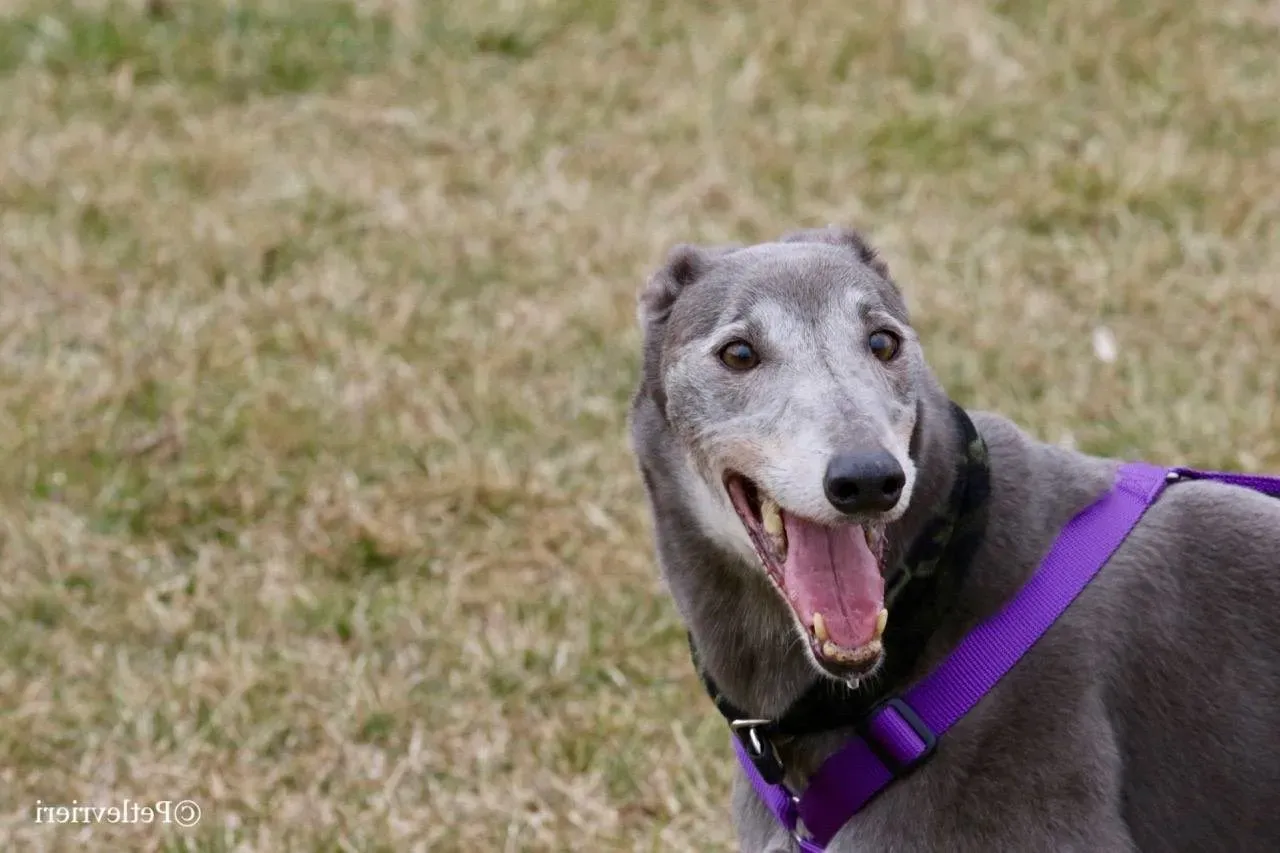 nikki burst adozione greyhound macao 2 e1552251916273