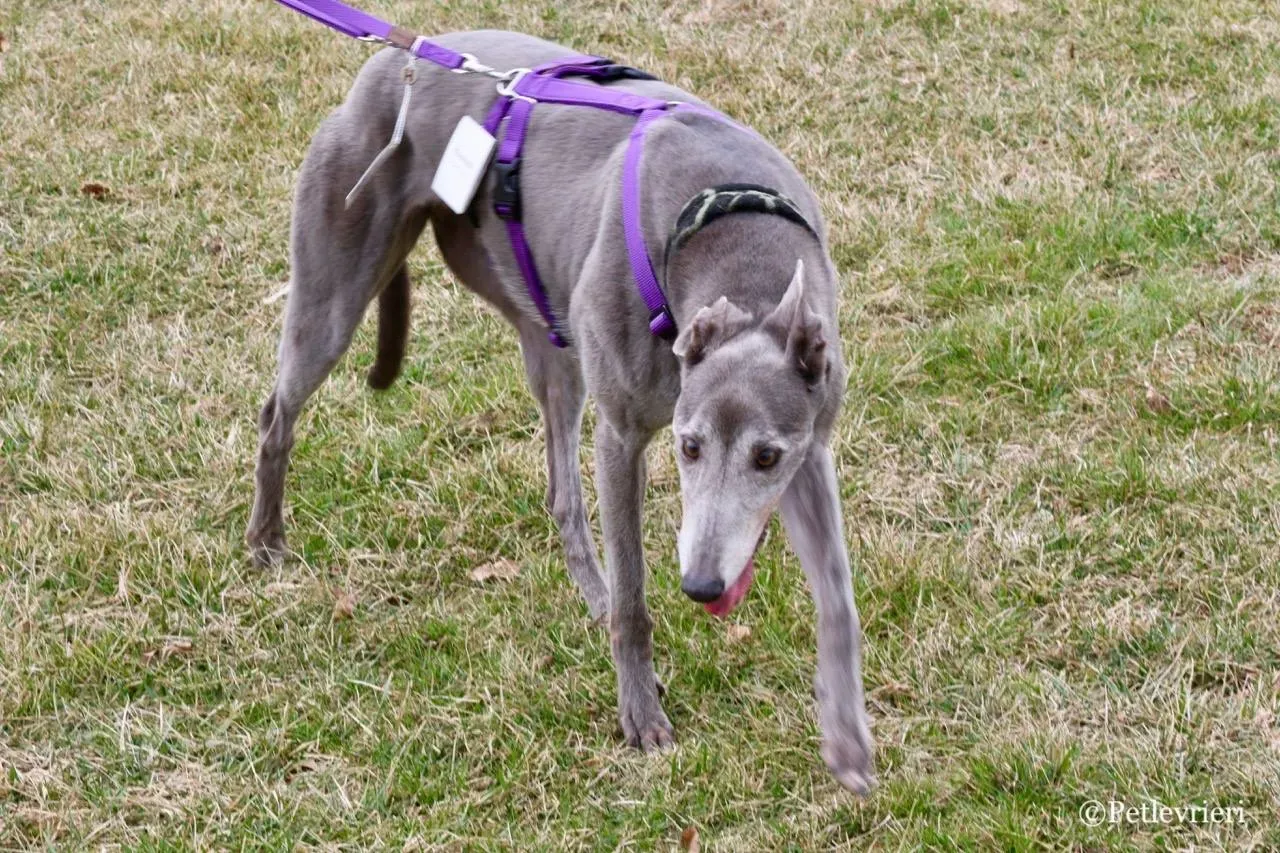 nikki burst adozione greyhound macao 20