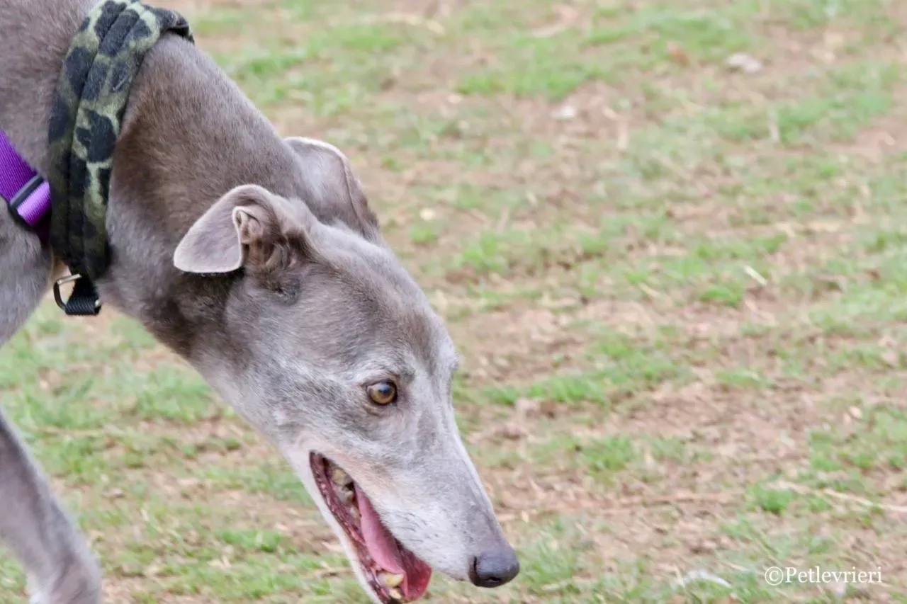 nikki burst adozione greyhound macao 21