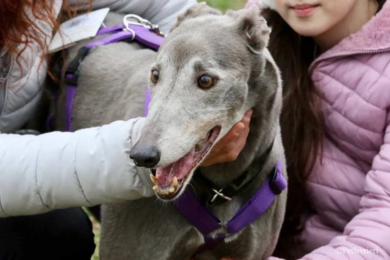 nikki burst adozione greyhound macao 22
