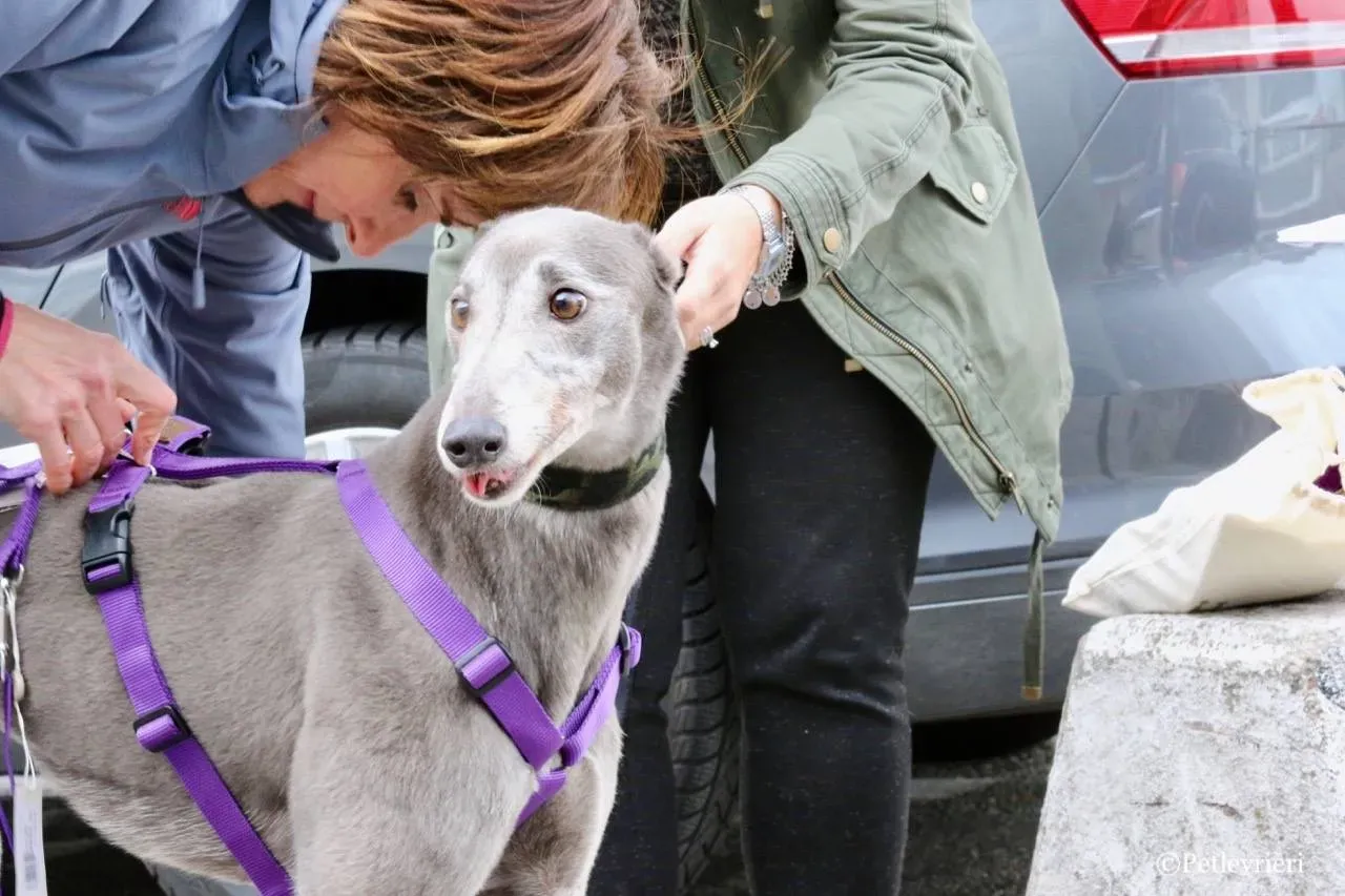 nikki burst adozione greyhound macao 3