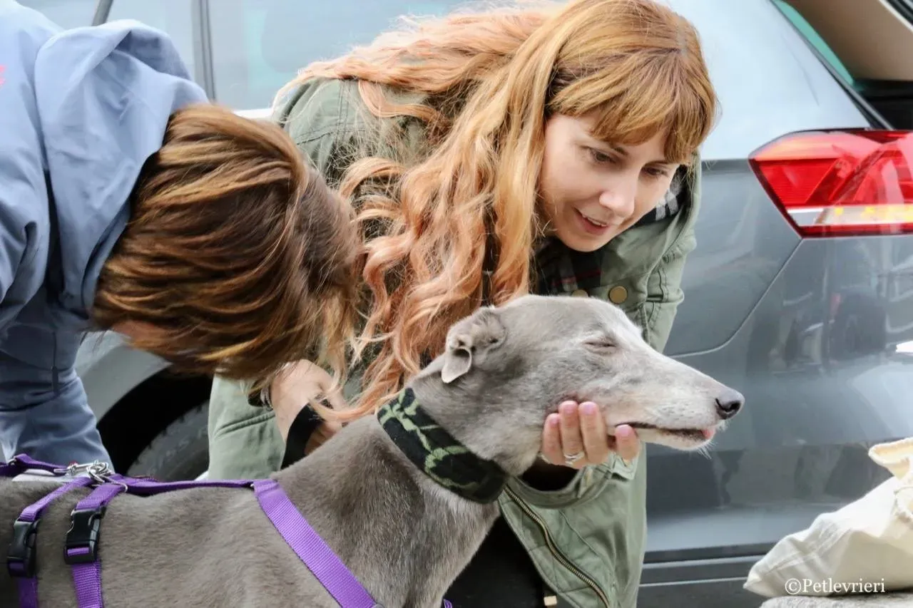 nikki burst adozione greyhound macao 4