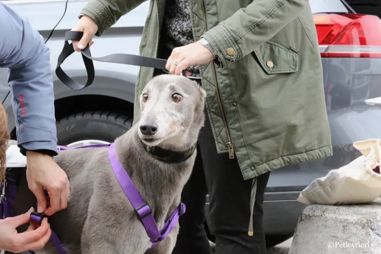 nikki burst adozione greyhound macao 5