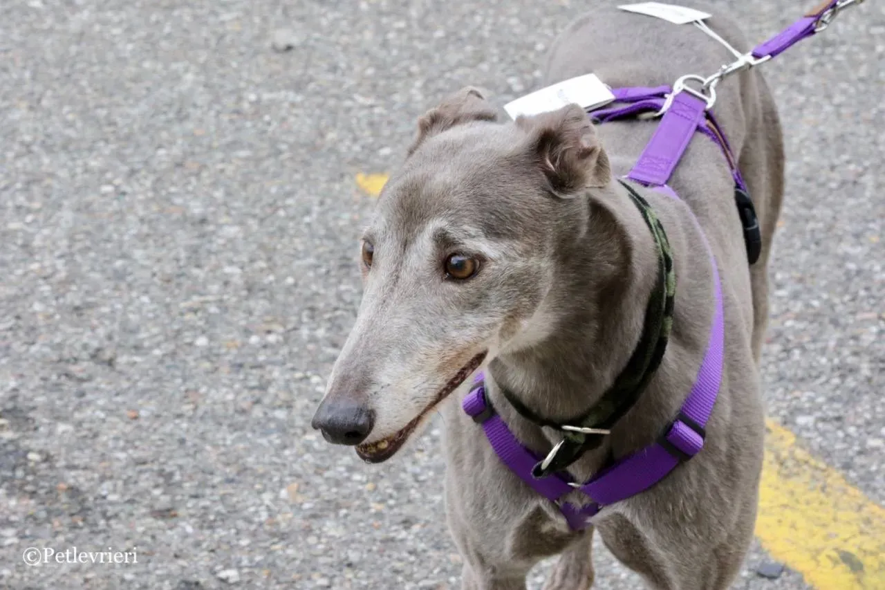 nikki burst adozione greyhound macao 6