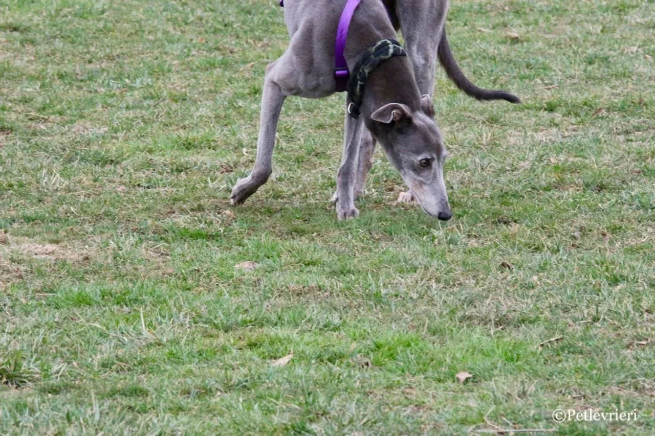 nikki burst adozione greyhound macao 7