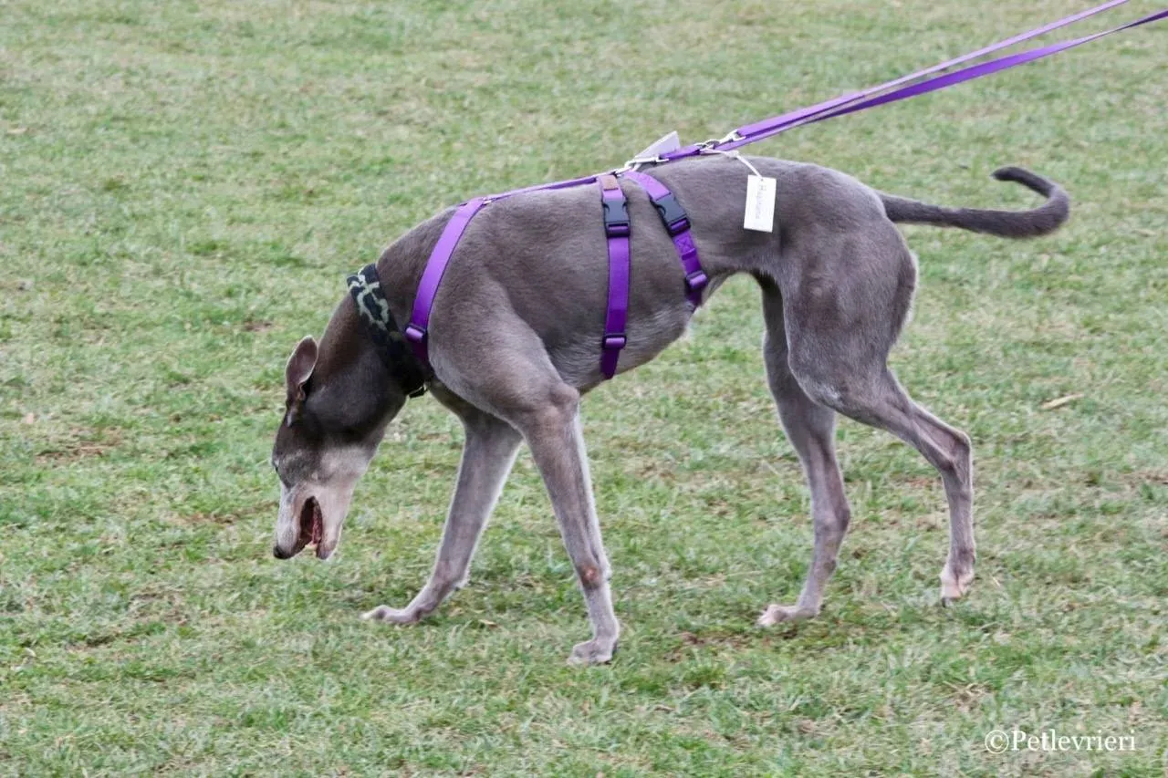 nikki burst adozione greyhound macao 8