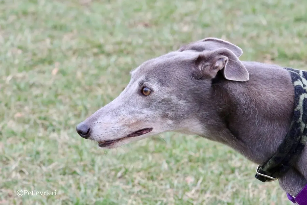 nikki burst adozione greyhound macao 9