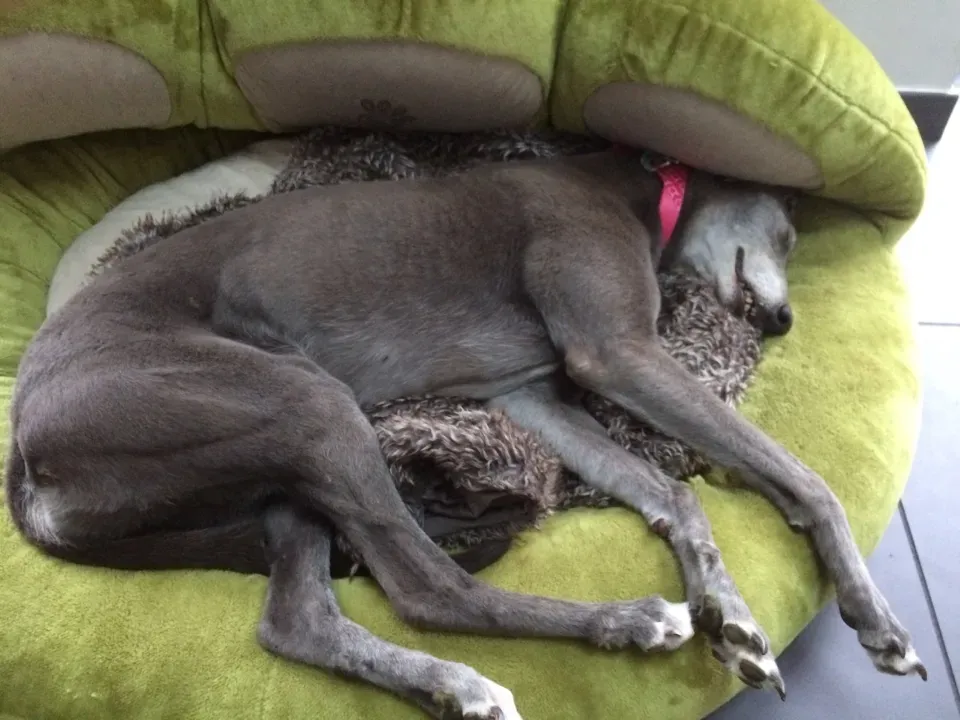 nikky burst adozione greyhound macao 1