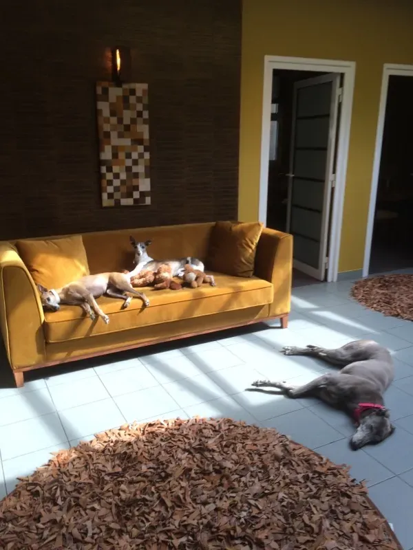 nikky burst adozione greyhound macao 2