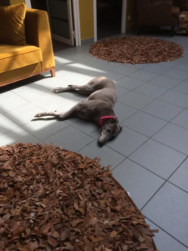 nikky burst adozione greyhound macao 3