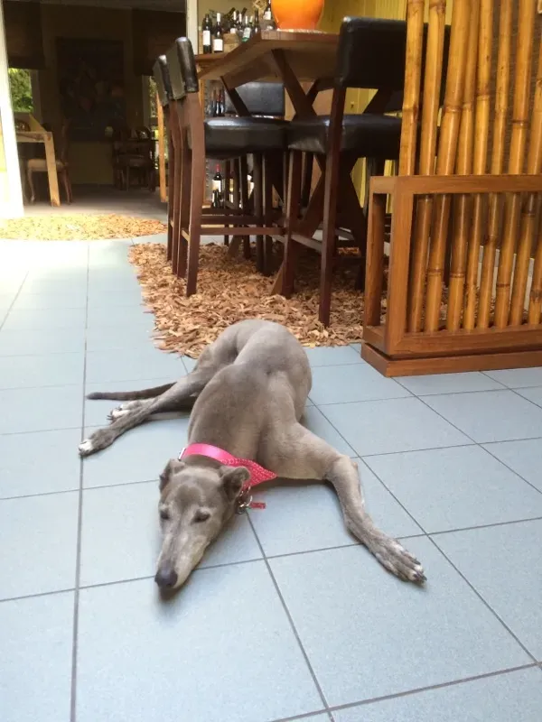 nikky burst adozione greyhound macao 4