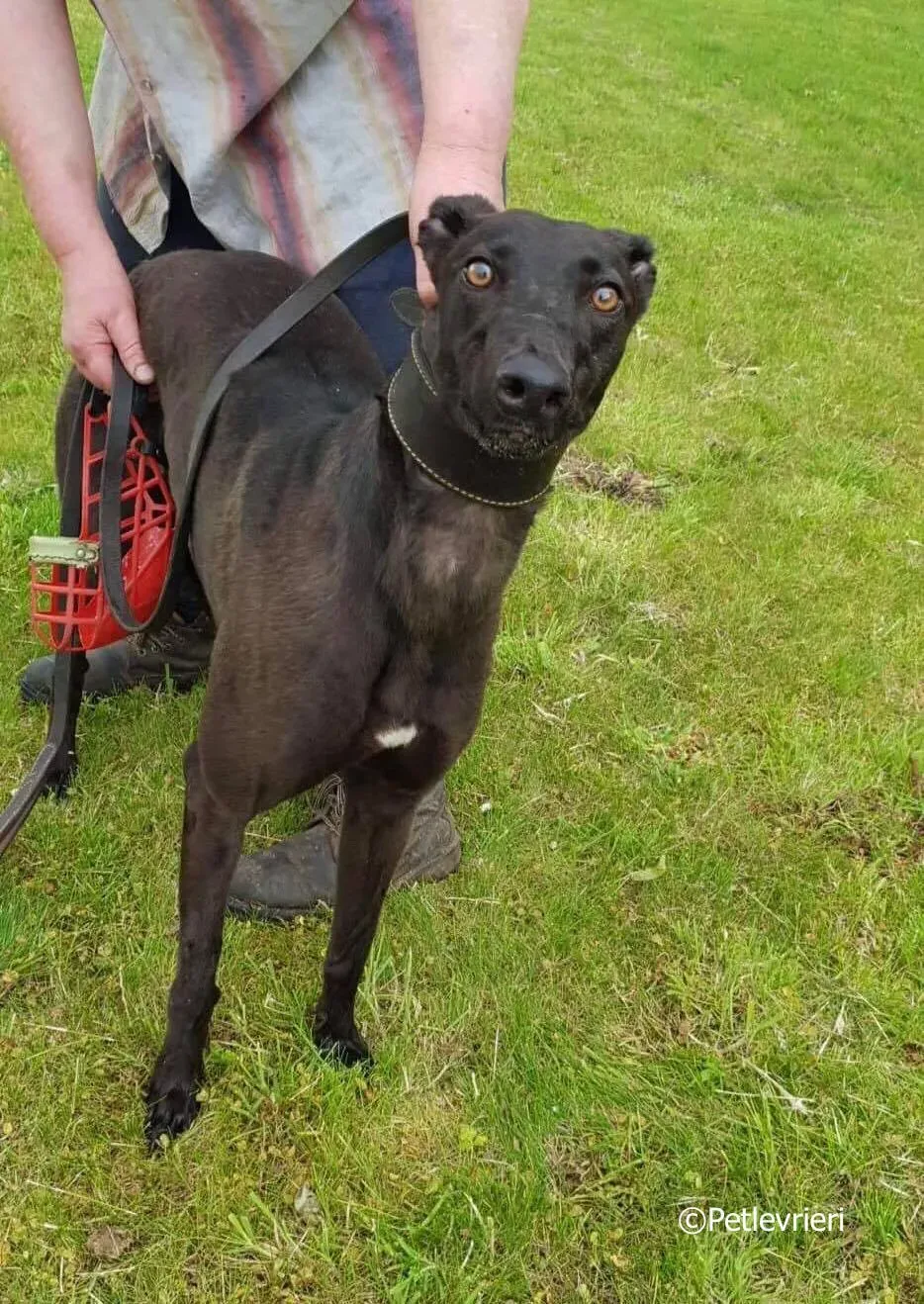 nina adozione levrieri greyhound 1