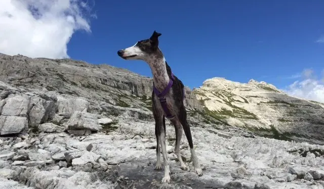 nina10 e1446650001437