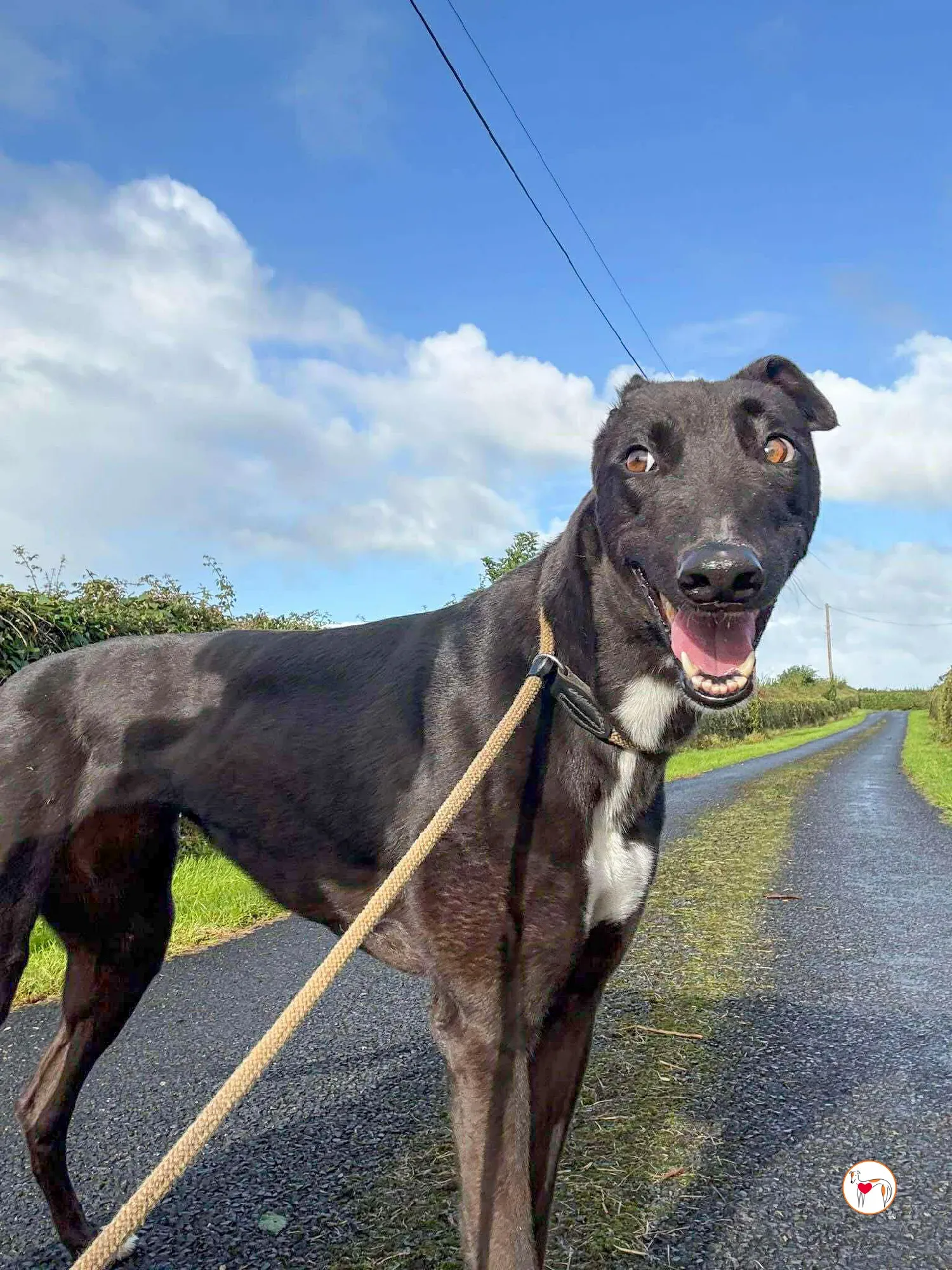 nina grey adozione 1