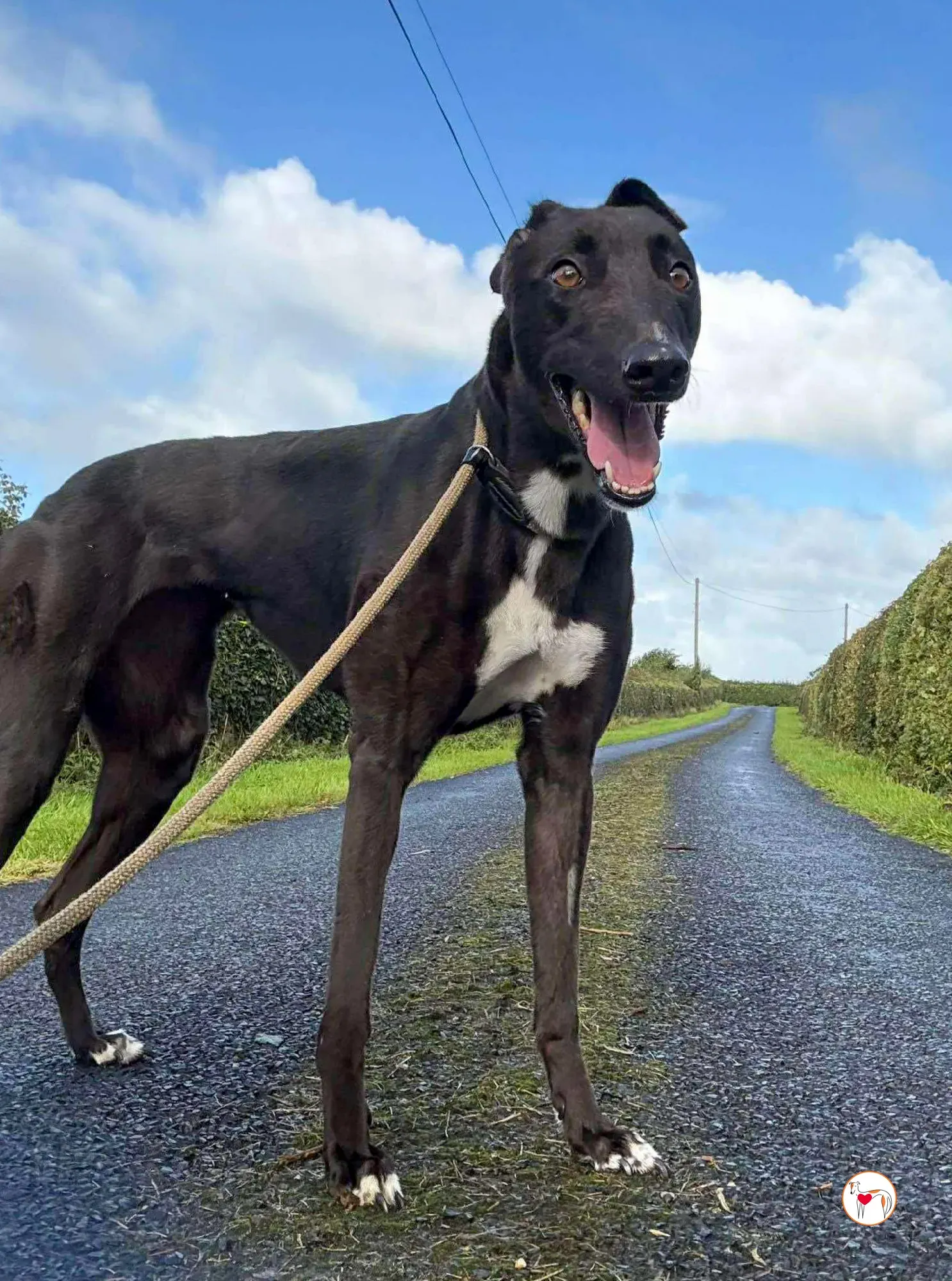 nina grey adozione 10