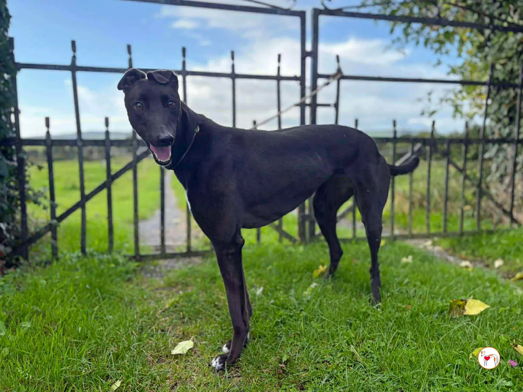 nina grey adozione 11