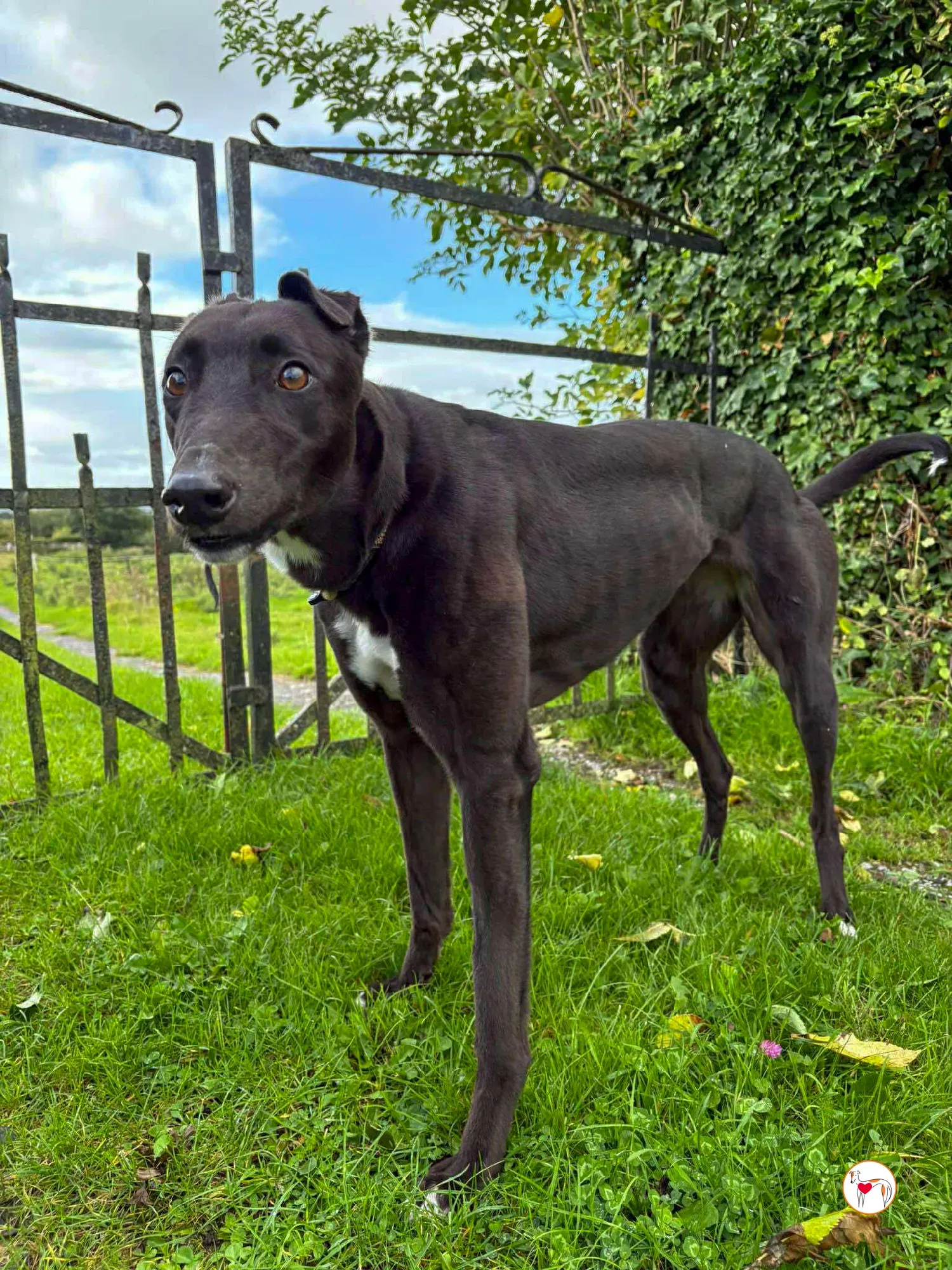 nina grey adozione 12