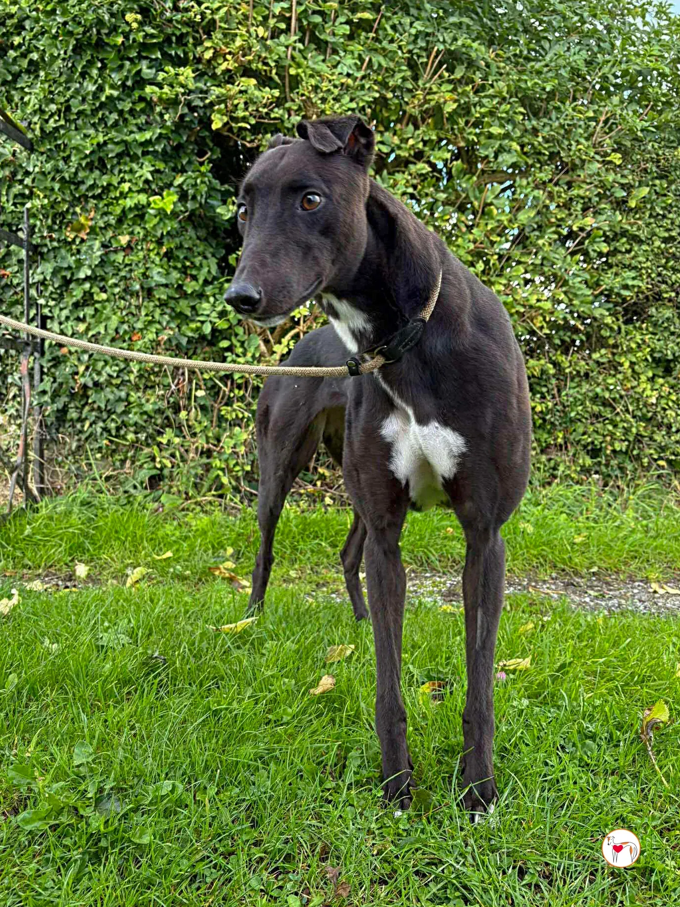 nina grey adozione 13