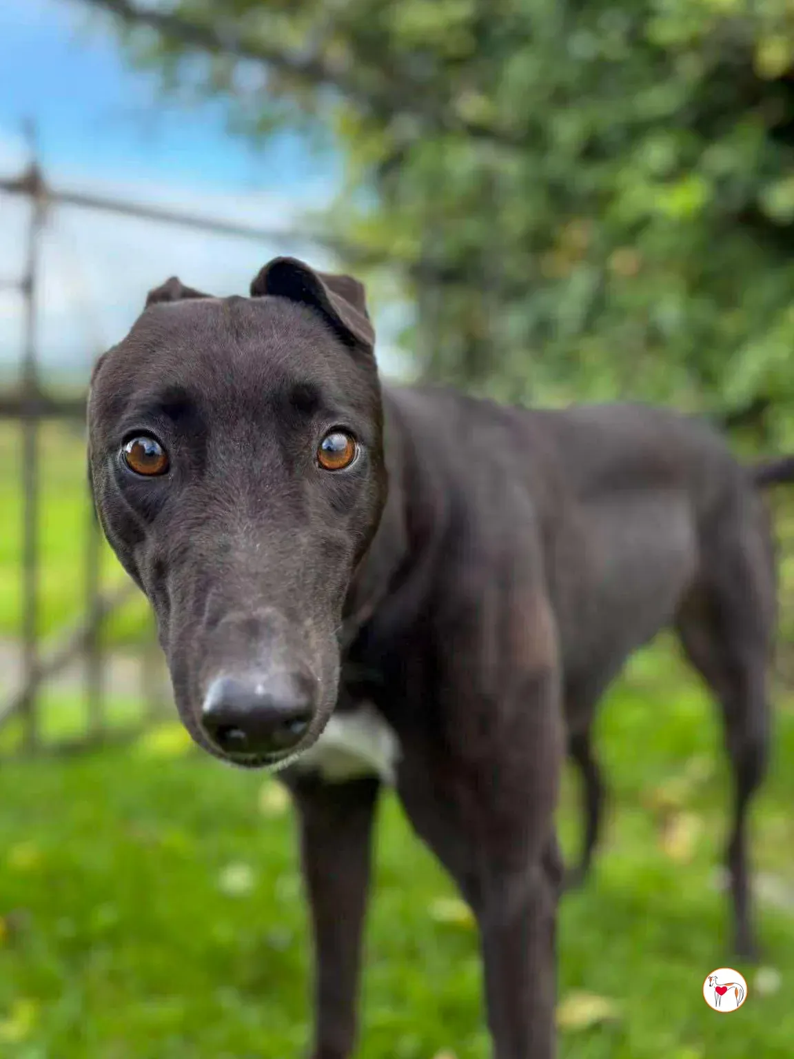 nina grey adozione 14