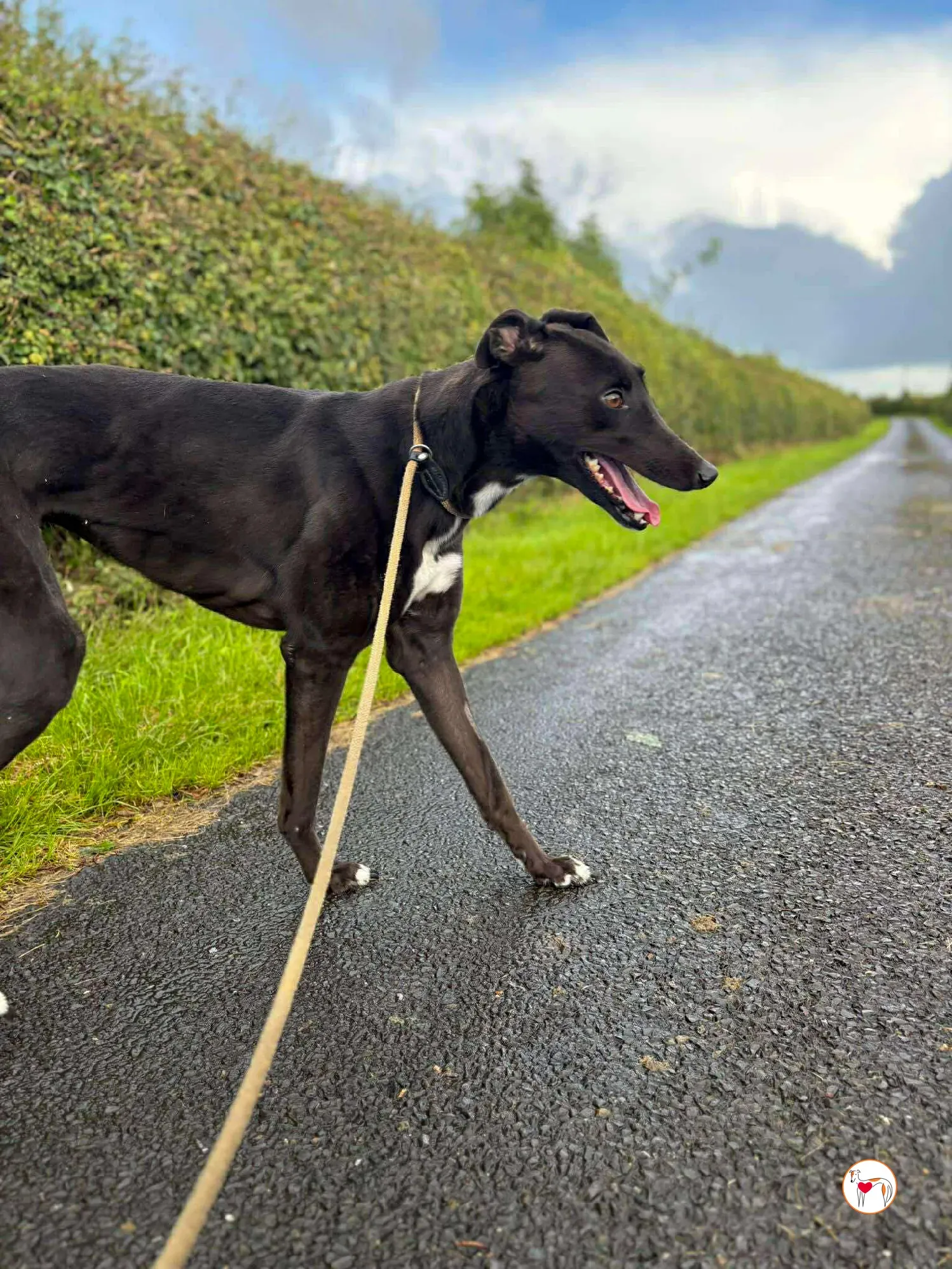 nina grey adozione 15