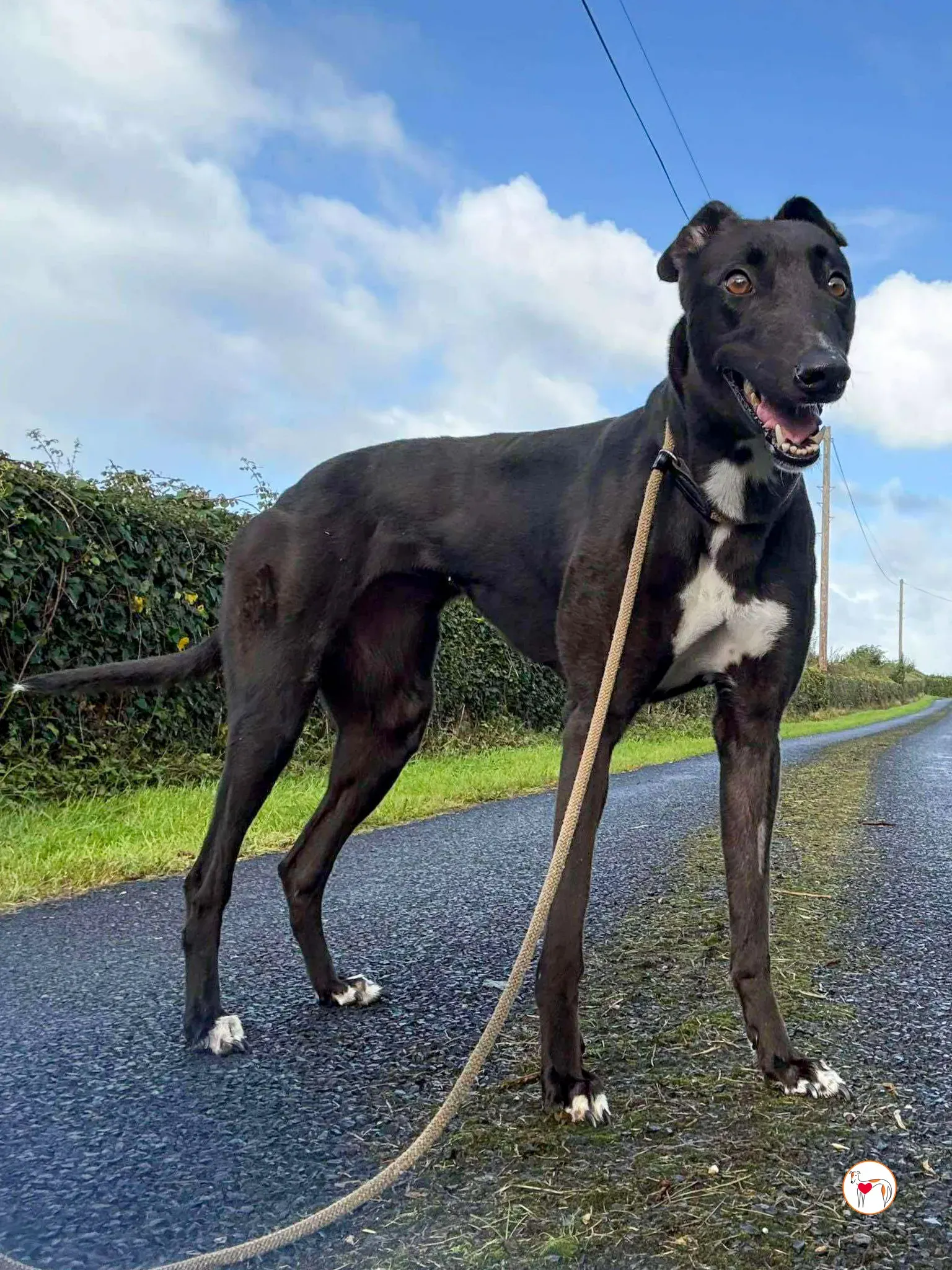 nina grey adozione 16