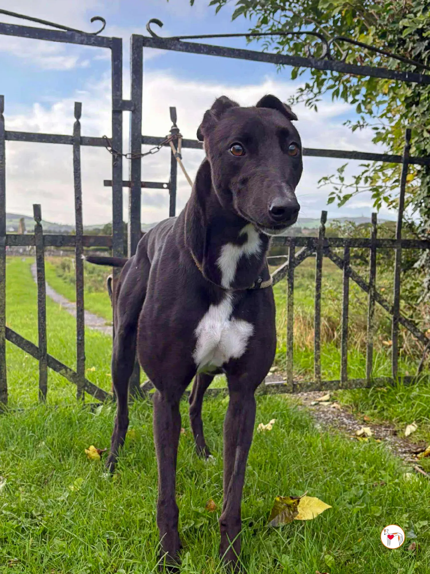 nina grey adozione 17